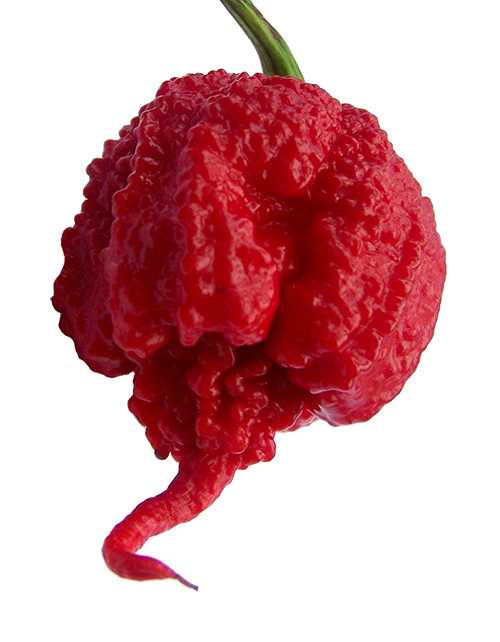 What Is the Spiciest Pepper in the World?
