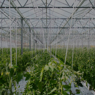 o	SHOP SEEDS image of USDA ORGANIC chili pepper farm. Shop Seeds Now 