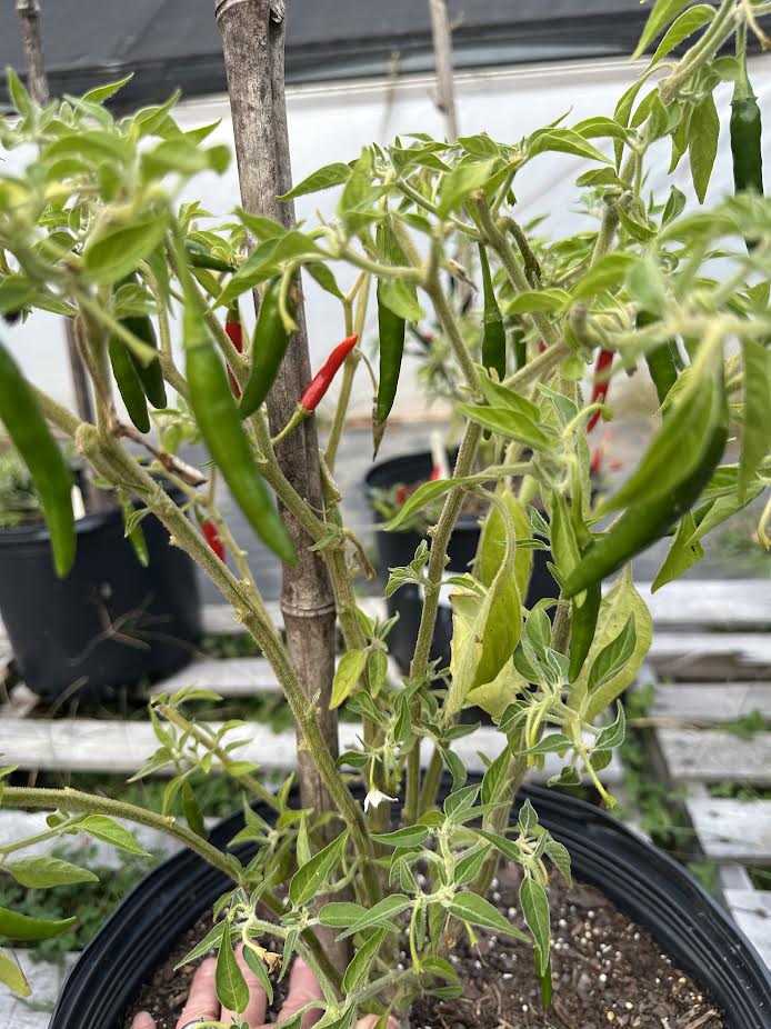 potted cayenne pepper plant Goat Trail Seeds – PuckerButt Pepper Company