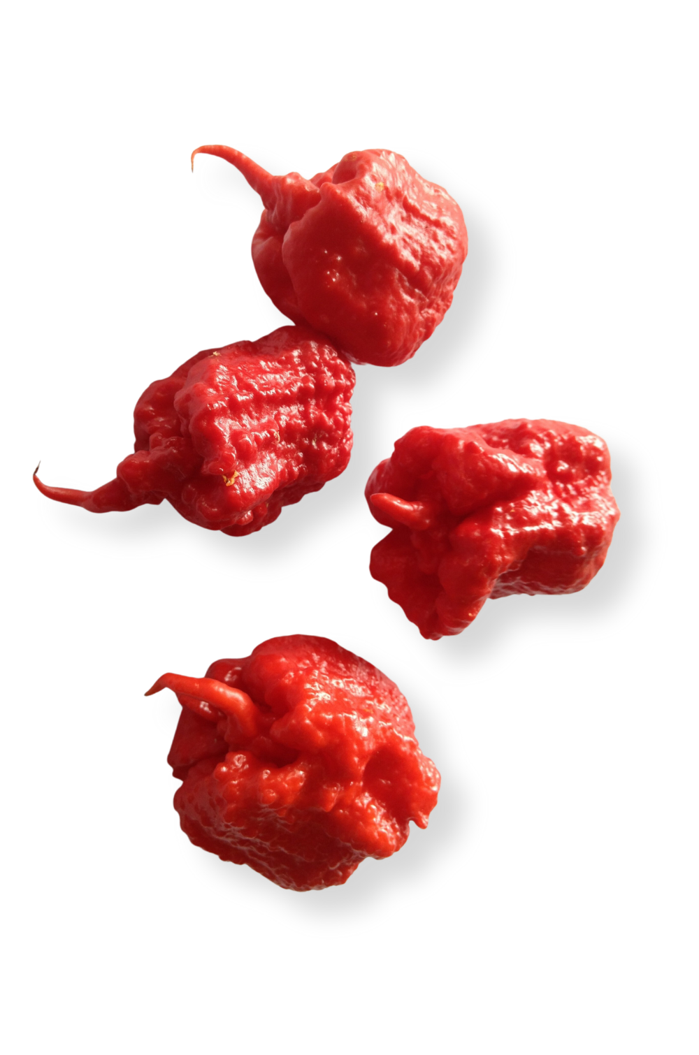 How to survive eating a Carolina Reaper, the world's hottest