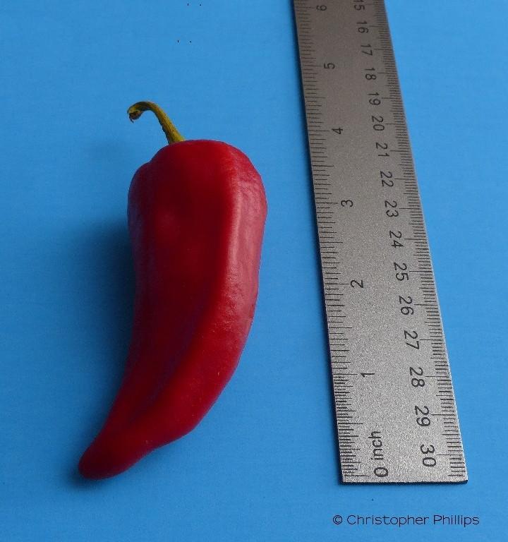 Chilhaucle Rojo - Elongated - Peppermania (CP-196)