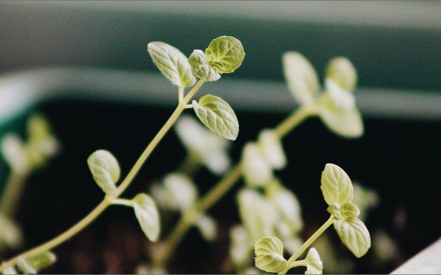 2.	Seedlings sprouting using Smolin Ed’s chili pepper growing guide