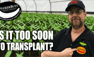 Event No. 4 - When Is Too Soon to Transplant?