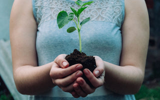 Hands holding pepper plant in soil, grown using Puckerbutt pepper company Seed starting, plant care guide