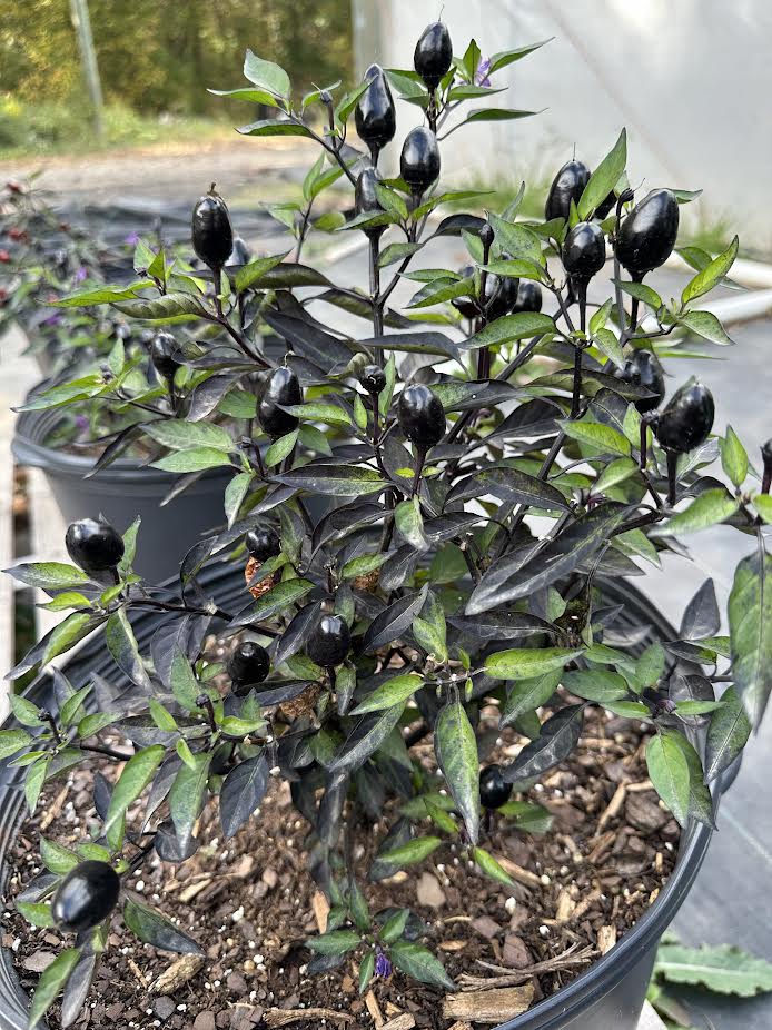 Black Cuban Prince Seeds