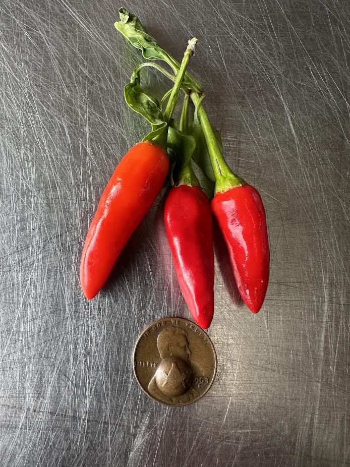 Heirloom Tabasco Seeds