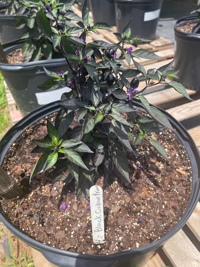 Black Cuban Prince Seeds