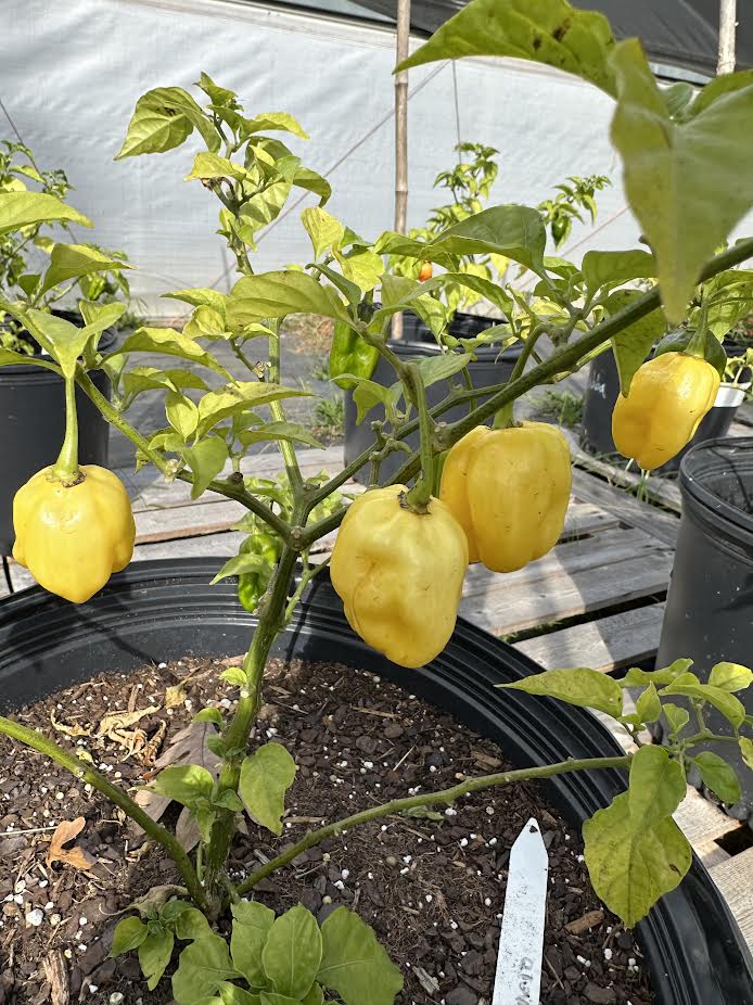 Yellow Habanero Seeds