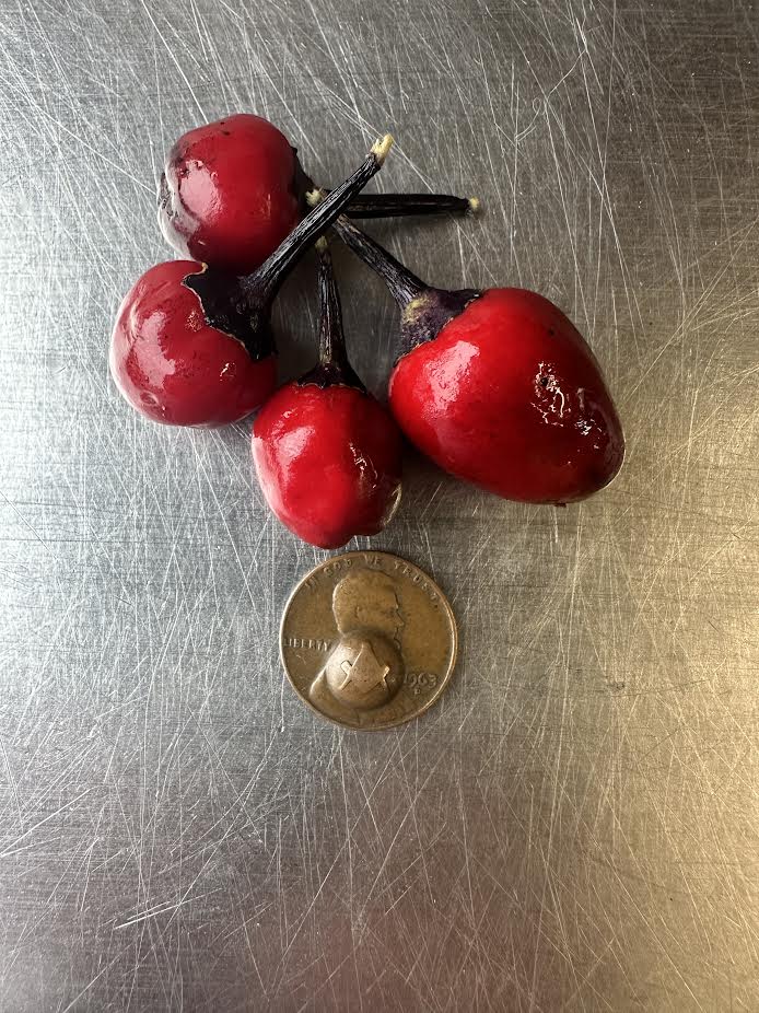 Black Cuban Prince Seeds