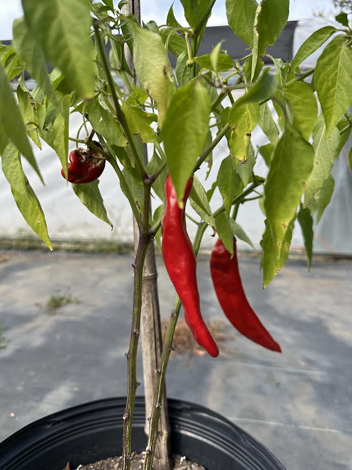 Big Jim Hatch Seeds