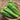 Green peppers in a woven basket on a wooden surface