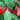Bhut Jolokia Red peppers hang from green stems among lush leaves, grown from quality seeds. The wrinkled, bumpy, elongated red peppers stand out vividly in the garden.
