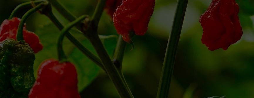 Hot Pepper  Carolina Reaper – The Seed Company by E.W. Gaze