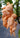 Peach Crinkle Chile peppers, with peach-colored, wrinkled skin and pointed tips, cluster on a green plant against blurred leaves and a tiled floor, hinting at the spicy seeds inside.