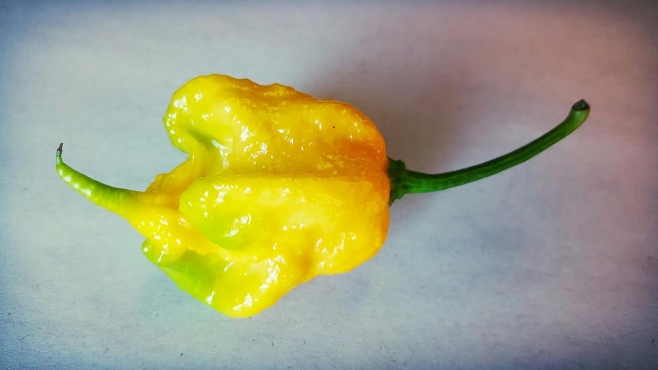 Yellow Smokin' Ed's Carolina Reaper® Seeds