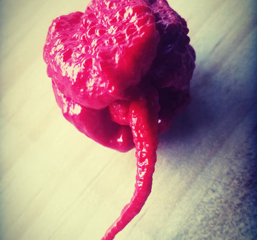 Smokin Ed’s Carolina Reaper World’s Hottest Pepper, depicting seeds fully grown Puckerbutt Pepper Company