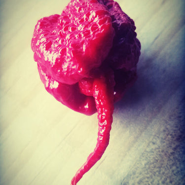 Smokin Ed’s Carolina Reaper World’s Hottest Pepper, depicting seeds fully grown Puckerbutt Pepper Company
