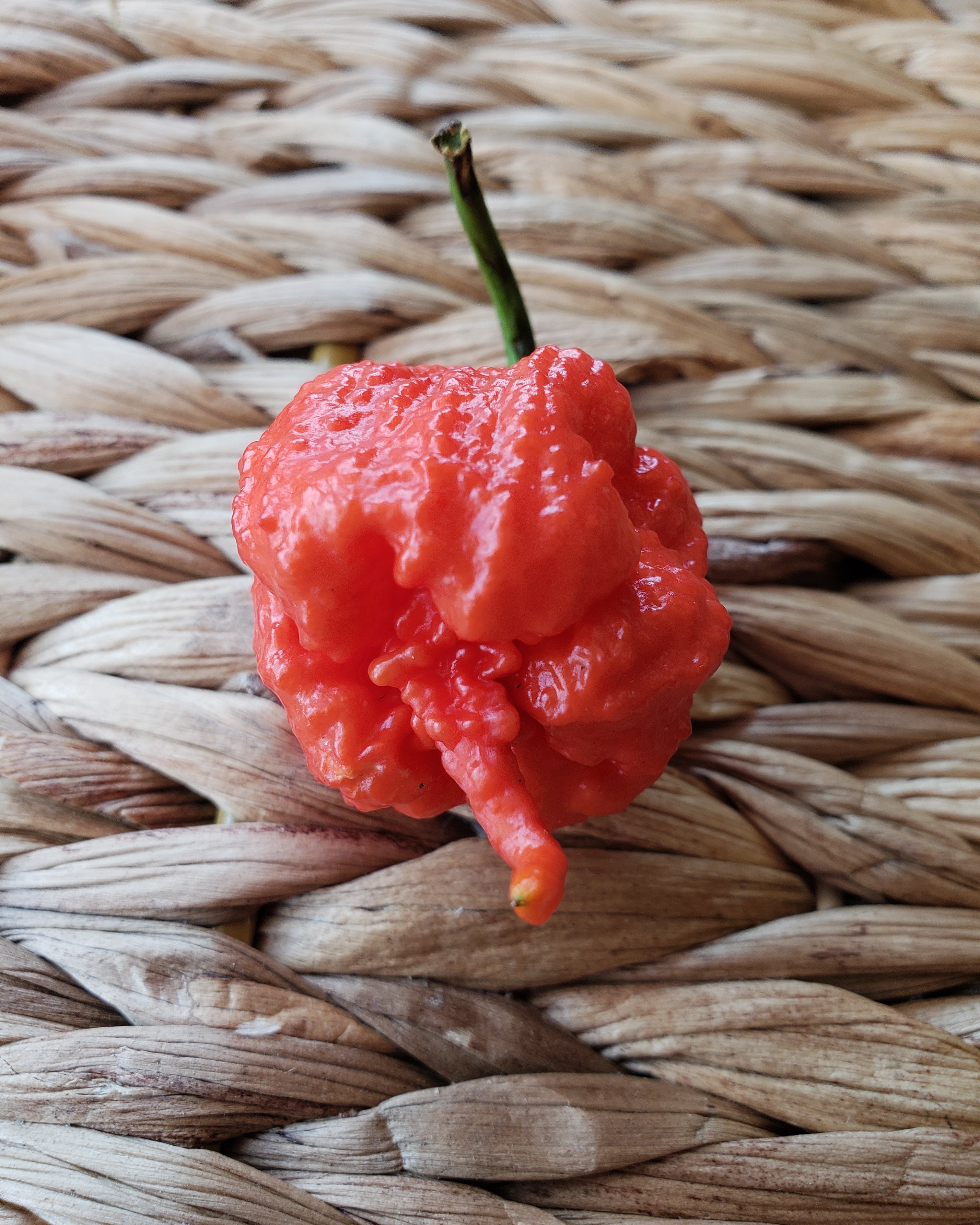 Smokin Ed’s Carolina Reaper World’s Hottest Pepper, depicting seeds fully grown Puckerbutt Pepper Company