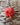 Smokin' Ed's Carolina Reaper® Seeds