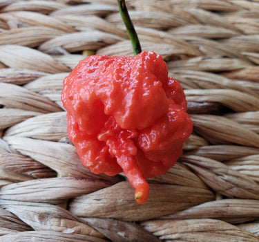 Smokin Ed’s Carolina Reaper World’s Hottest Pepper, depicting seeds fully grown Puckerbutt Pepper Company